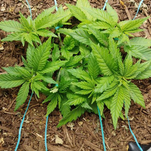 LA Confidential growlog timeline photo
