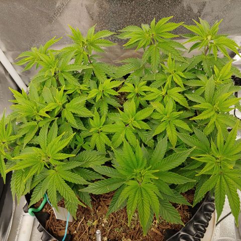 NYC Diesel growlog timeline photo