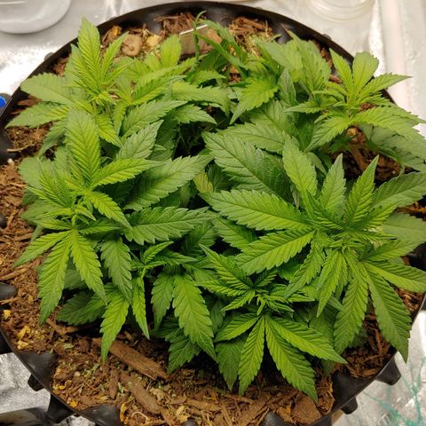 LA Confidential growlog timeline photo