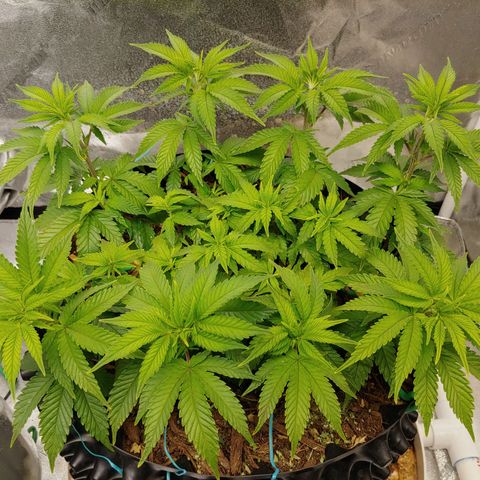 Maui Wowie growlog timeline photo
