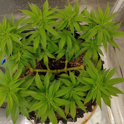 Maui Wowie growlog timeline photo