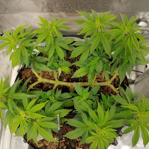 NYC Diesel growlog timeline photo