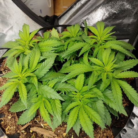 LA Confidential growlog timeline photo