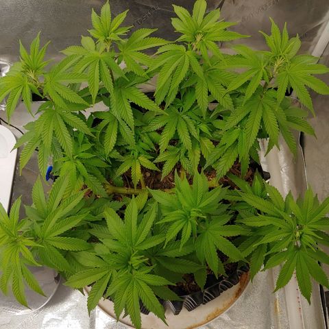 Maui Wowie growlog timeline photo