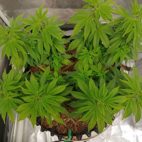 NYC Diesel growlog timeline photo