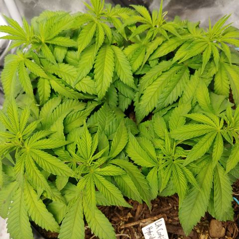 LA Confidential growlog timeline photo