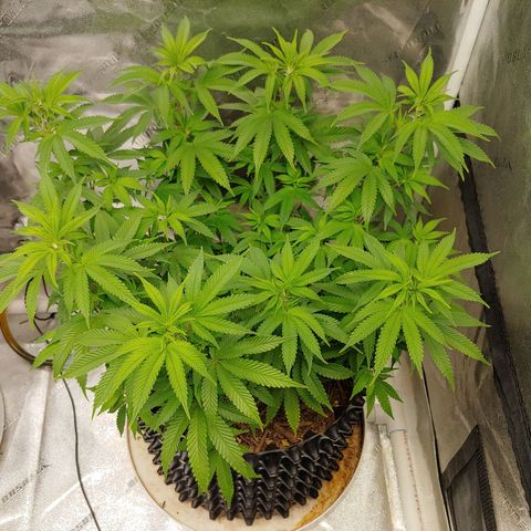 Maui Wowie growlog timeline photo