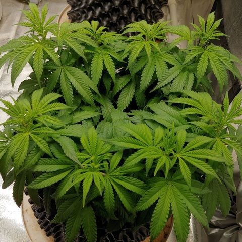 LA Confidential growlog timeline photo