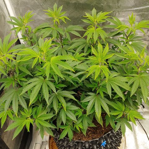 NYC Diesel growlog timeline photo