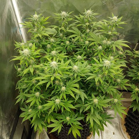 Maui Wowie growlog timeline photo