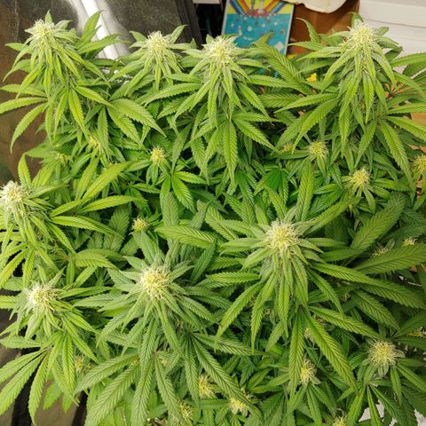 LA Confidential growlog timeline photo