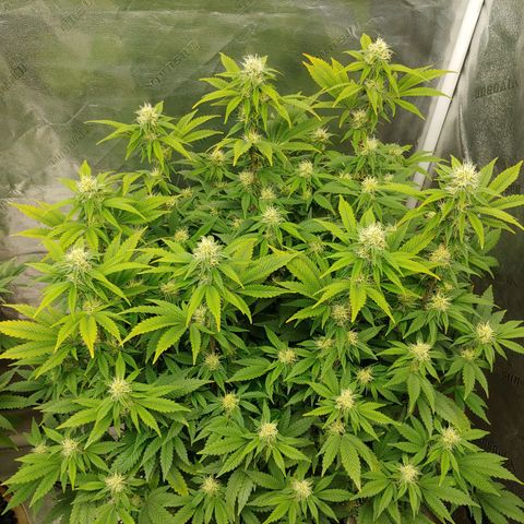 NYC Diesel growlog timeline photo