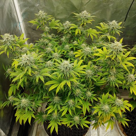 Maui Wowie growlog timeline photo