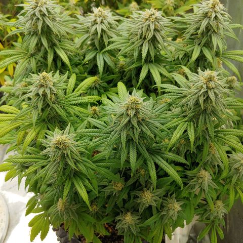 LA Confidential growlog timeline photo