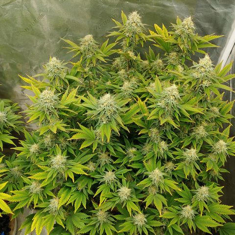 NYC Diesel growlog timeline photo