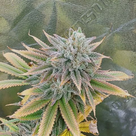 Maui Wowie growlog timeline photo
