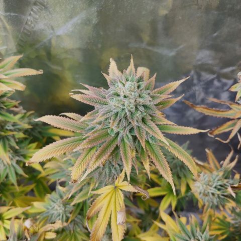 Maui Wowie growlog timeline photo