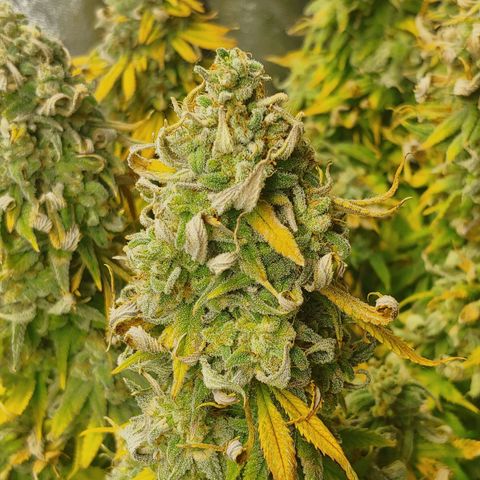 LA Confidential growlog timeline photo
