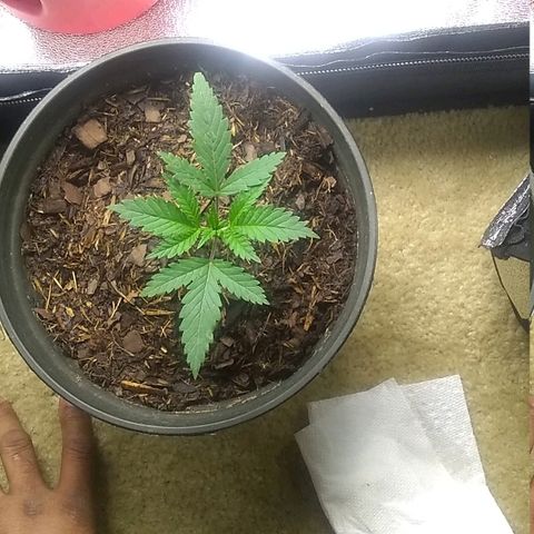 Girl Scout Cookies XTRM growlog timeline photo