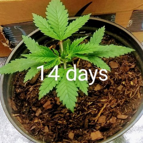 Girl Scout Cookies XTRM growlog timeline photo
