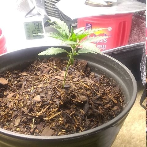 Girl Scout Cookies XTRM growlog timeline photo