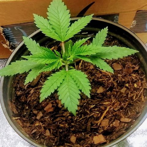 Girl Scout Cookies XTRM growlog timeline photo