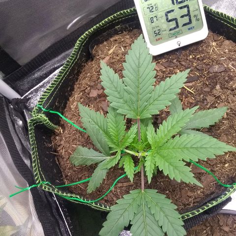 Girl Scout Cookies XTRM growlog timeline photo