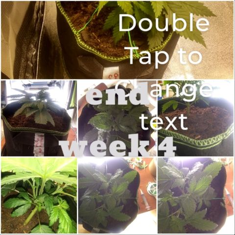 Girl Scout Cookies XTRM growlog timeline photo