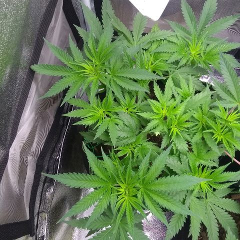 Girl Scout Cookies XTRM growlog timeline photo
