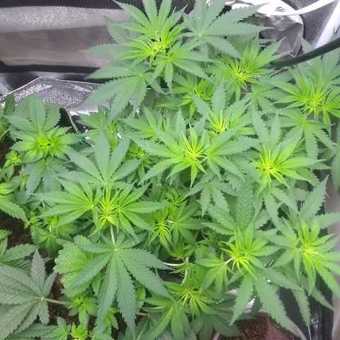Girl Scout Cookies XTRM growlog photo: Oh boy