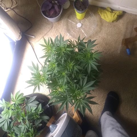 Girl Scout Cookies XTRM growlog timeline photo