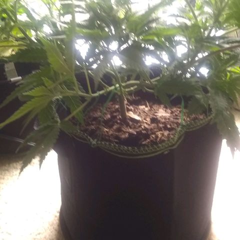 Girl Scout Cookies XTRM growlog timeline photo
