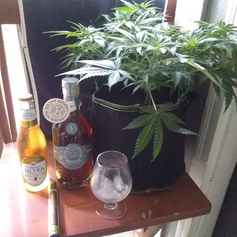 Girl Scout Cookies XTRM growlog photo: My niece bday 