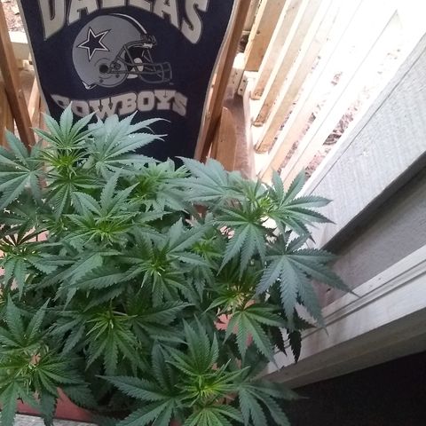 Girl Scout Cookies XTRM growlog photo: My niece bday 