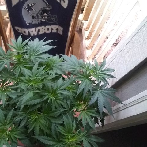 Girl Scout Cookies XTRM growlog photo: My niece bday 