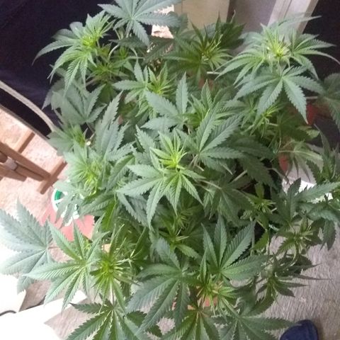 Girl Scout Cookies XTRM growlog timeline photo