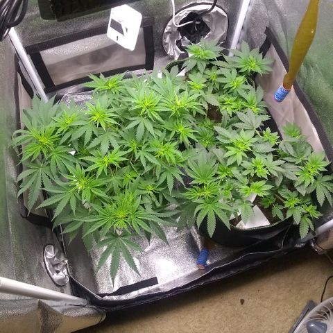 Girl Scout Cookies XTRM growlog timeline photo