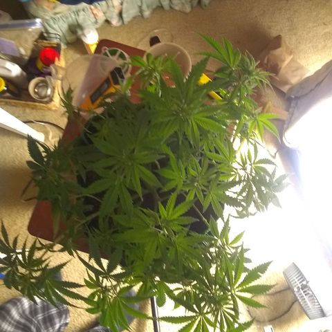 Girl Scout Cookies XTRM growlog timeline photo