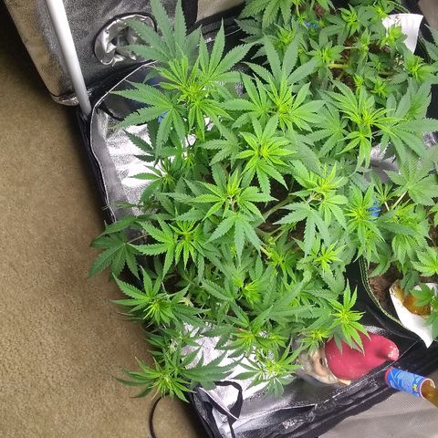 Girl Scout Cookies XTRM growlog timeline photo
