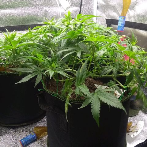 Girl Scout Cookies XTRM growlog timeline photo