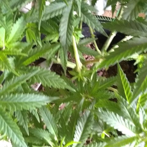 Girl Scout Cookies XTRM growlog photo: Super cropped