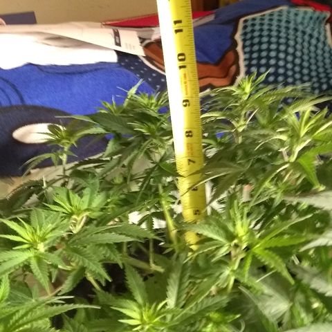 Girl Scout Cookies XTRM growlog photo: 9 inches