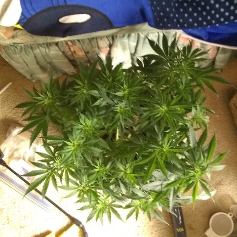 Girl Scout Cookies XTRM growlog photo: Canopy