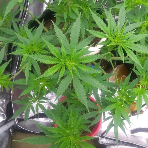 Girl Scout Cookies XTRM growlog timeline photo