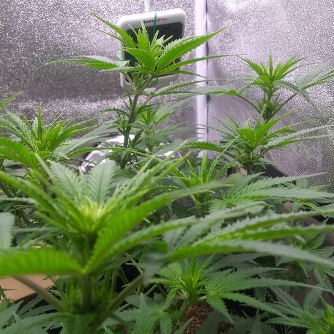 Girl Scout Cookies XTRM growlog photo: 👍