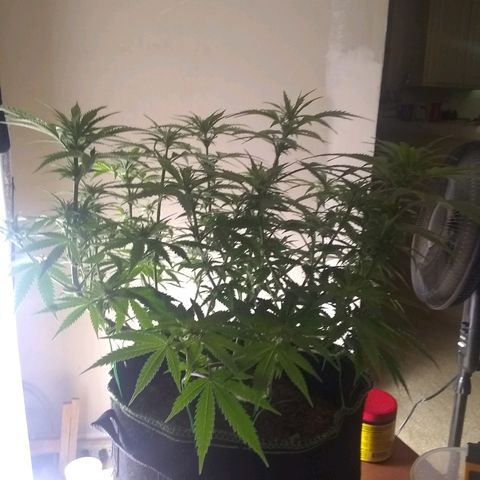 Girl Scout Cookies XTRM growlog photo: B4 feeding