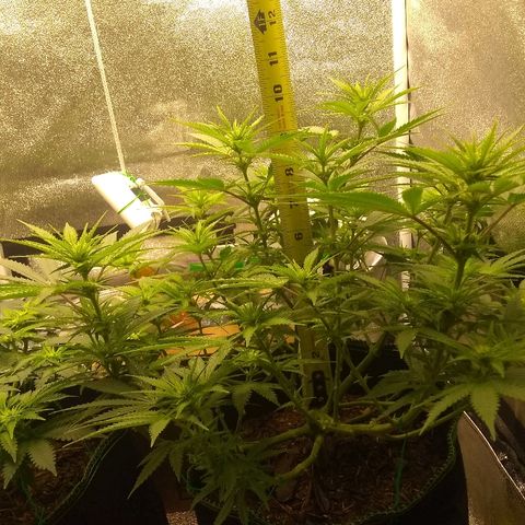 Girl Scout Cookies XTRM growlog photo: Hight