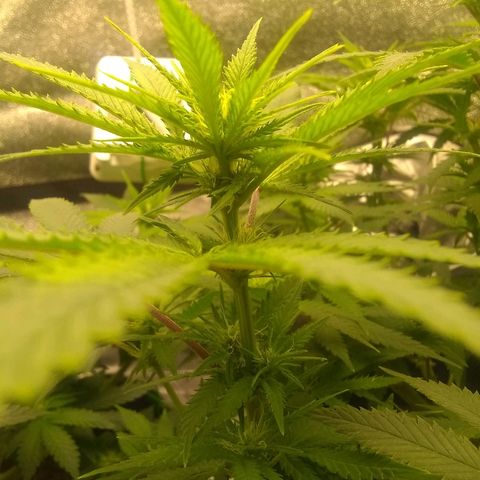 Girl Scout Cookies XTRM growlog photo: Omg 😍