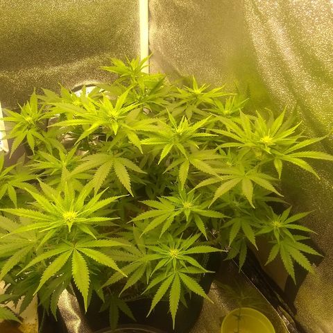 Girl Scout Cookies XTRM growlog timeline photo