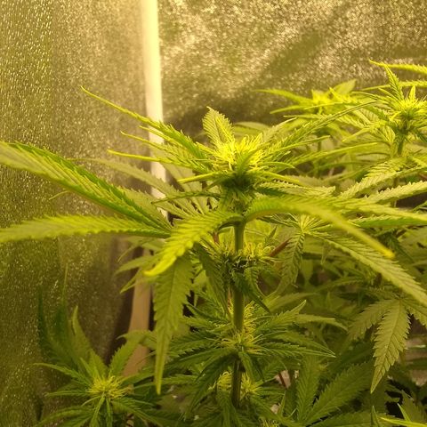 Girl Scout Cookies XTRM growlog timeline photo